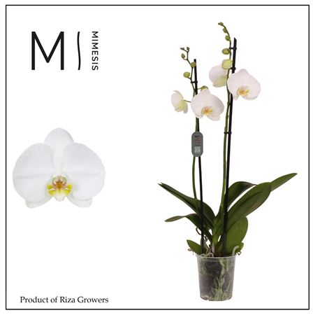 Phal 2st Nottingham 14+ (mimesis)