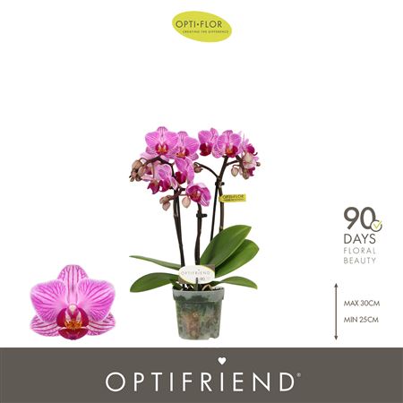 Phal 3st Optifriend Lotte 15+