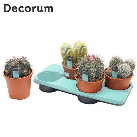 Cactus Mix (4spc.) (decorum)