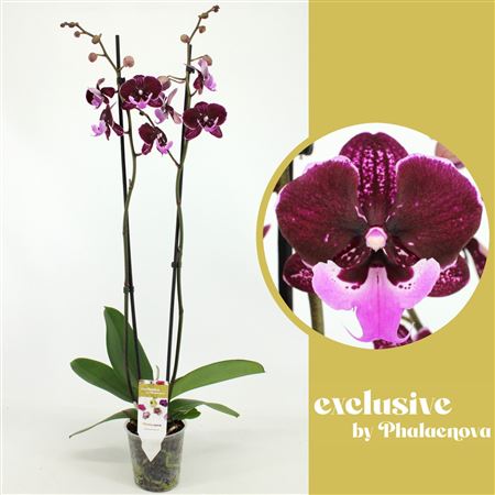 Phal 2st Hot Kiss 18+ (phalaenova)
