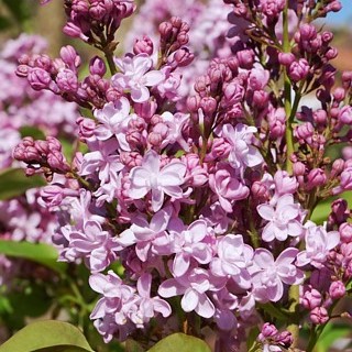 Сирень обыкновенная Жемчужина в тубе