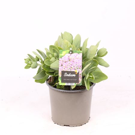 Sedum Spec Hot Stuff