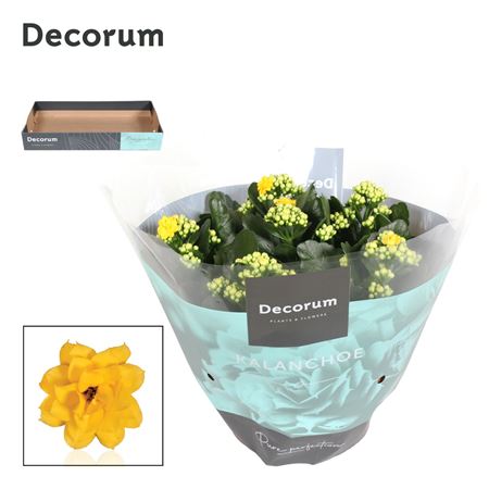 Kalan Cal Yellow (decorum)