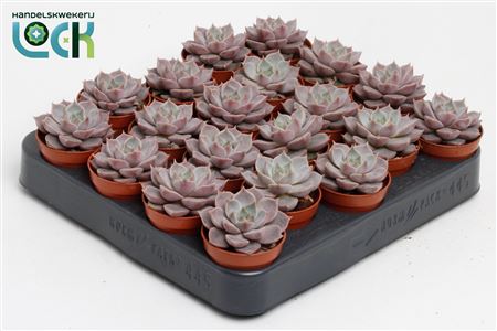 Echeveria Lola