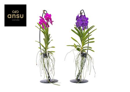 Vanda Mix On Standaard