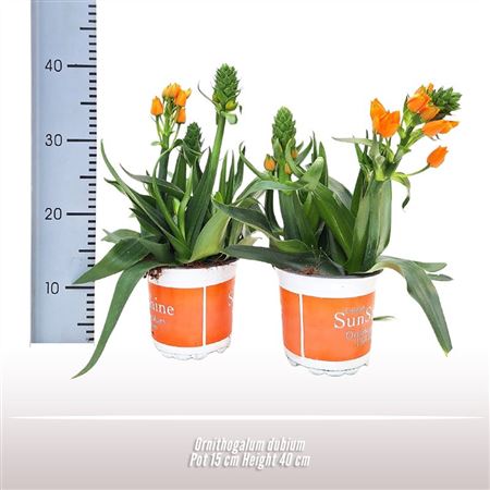 Ornithogalum Dubium