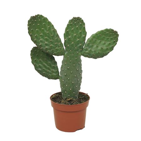 Opuntia Consulea
