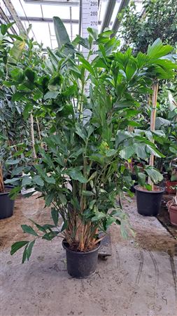 Caryota Bush