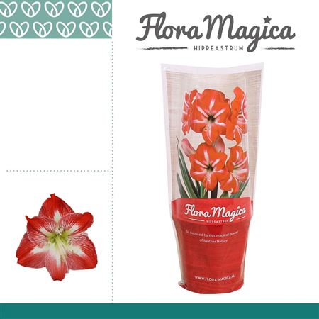 Hipp Exotic Striped 2pp Flora Magica Sleeve