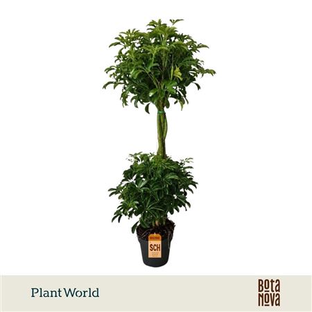 Schefflera Luseana Duo Bol