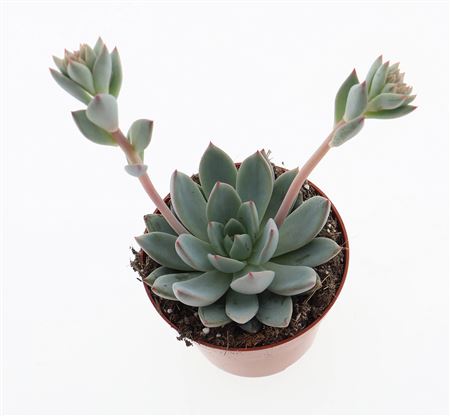 Echeveria Hanabijn