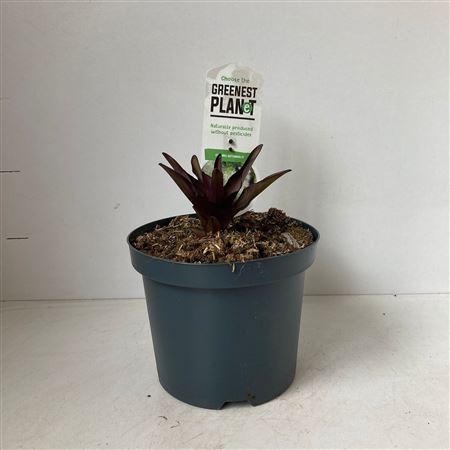 Eucomis Autumnalis