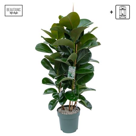 Ficus El Makana 3pp