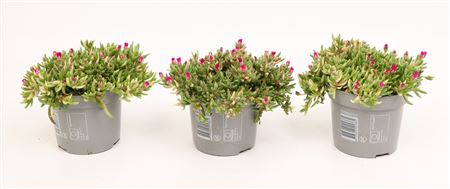 Delosperma Lido Magenta 12 Cm