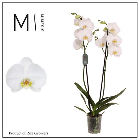 Phal 2st Nottingham (mimesis)