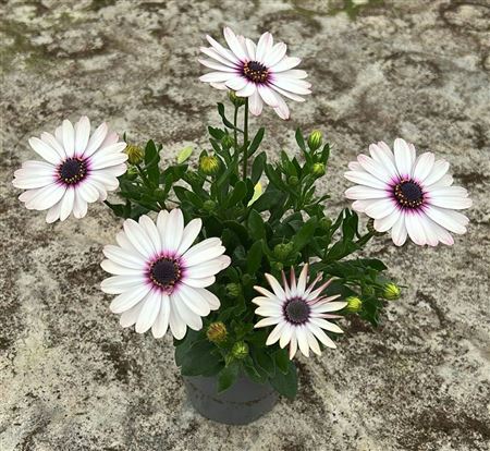 Osteospermum Senorita Quinty