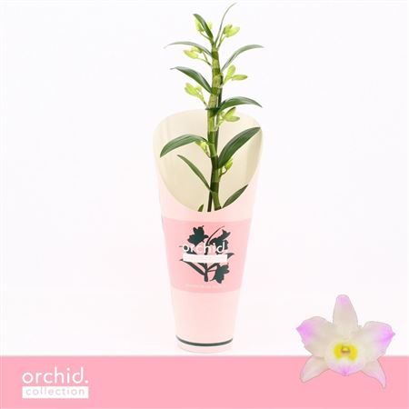 Dendr Nob 1st Kumiko Compact 'orchid