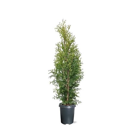 Thuja Occ King Of Brabant