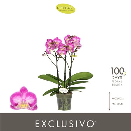 Phal 3st Exclusivo Cupido