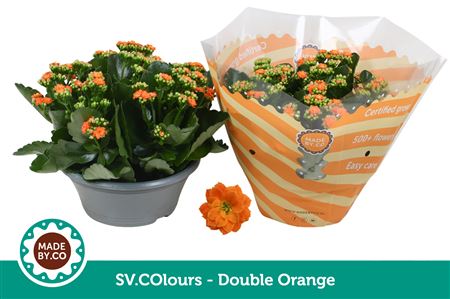 Kal Ros Orange In Bowl Sv.colour