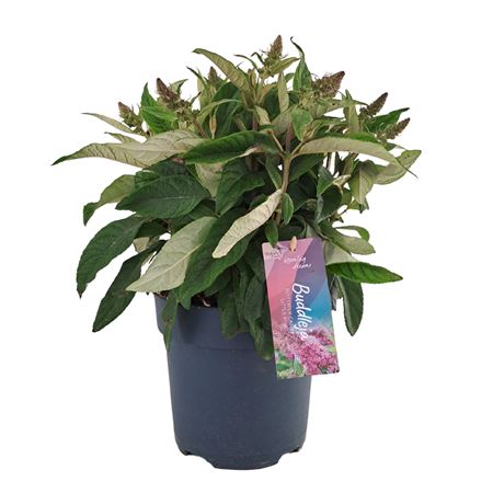 Buddleja Candy Little Pink