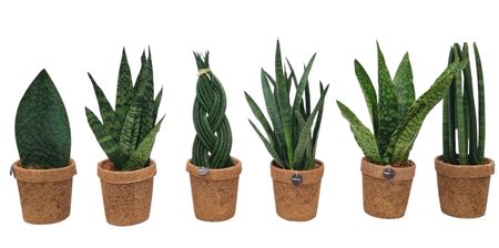 Kokopot Sansevieria Mix 3-6 Sorts