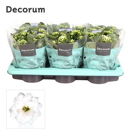 Kal Cal White (decorum).