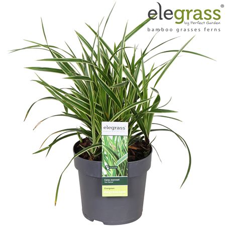 Carex Morrowii Ice Dance