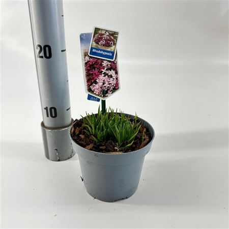 Rhodoxis Paula