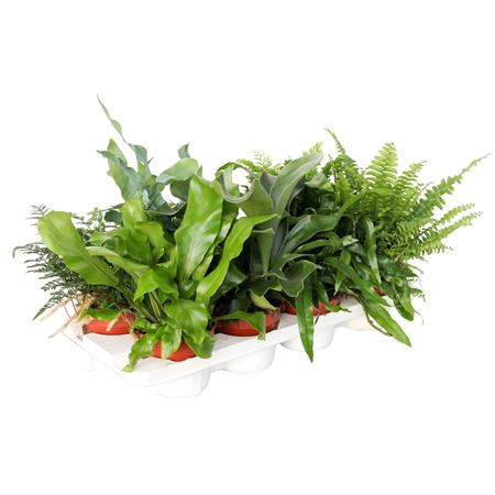Fern Mix Exclusive