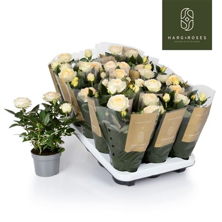 Rosa Kordana Grande Belami