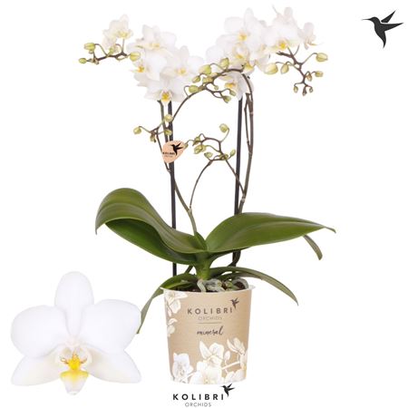 Phal 2st Cuba 22+ (ok)