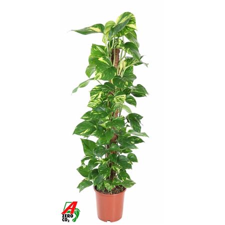 Epipremnum Pinnatum Mosspole