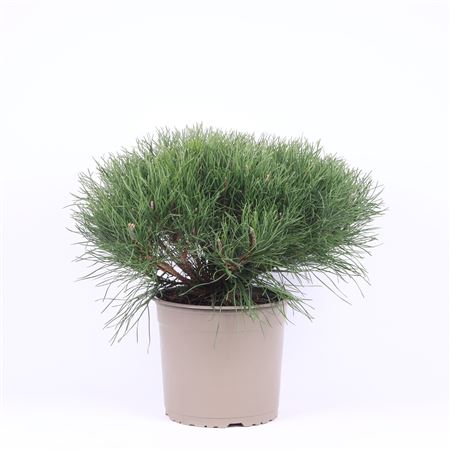 Pinus Mugo Pumilio