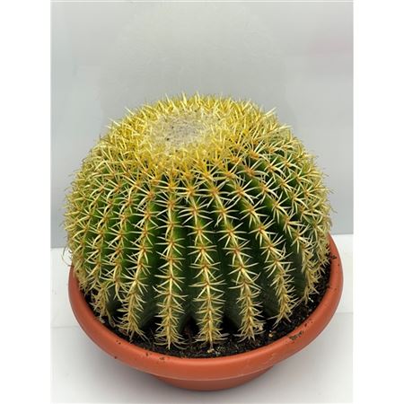Echinocactus Grusonii Inermis Bowl