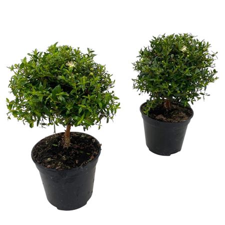 Myrtus Communis On Mini-stem