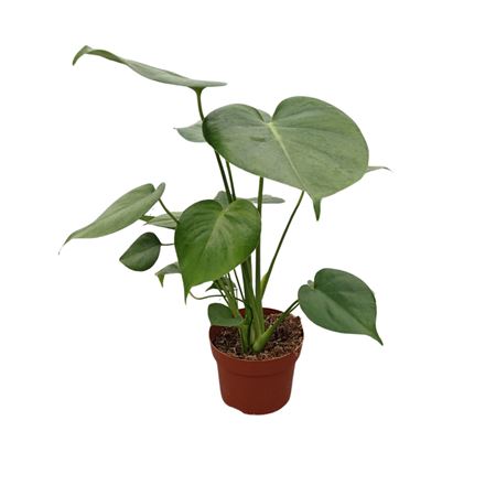 Monstera Deliciosa Tauerii