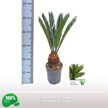Cycas Revoluta 5+