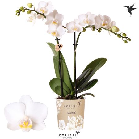 Phal 2st Finland 22+ (ok)