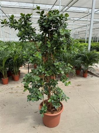 Ficus Green Island