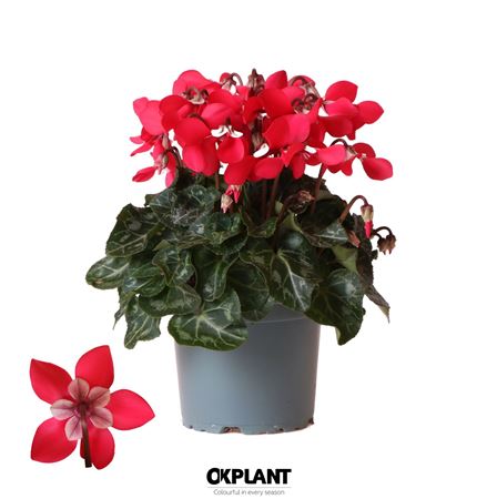 Cyclamen Djix Red