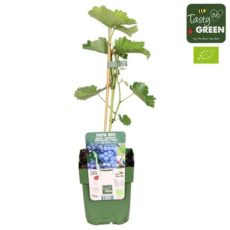 Vitis Vin Boskoop Glory Bio