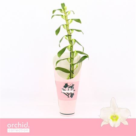 Dendr Nob 1st Apollon Orchid