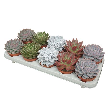 Echeveria De Luxe Mix
