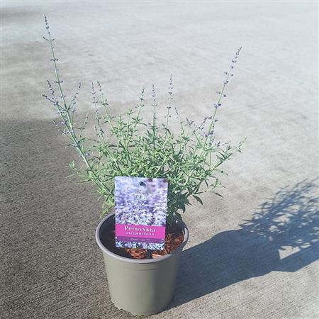 Perovskia Atriplicifolia Prime Time Pbr