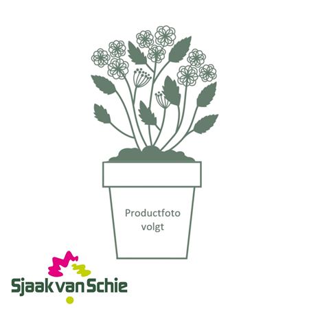 Hydrangea Pan Greenlight