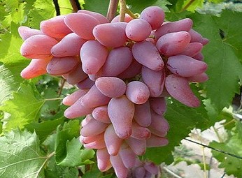 Виноград культурный Оригинал в тубе