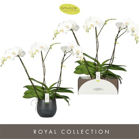 Phal 3st Theatro Classico Ceraimx Black (opti)