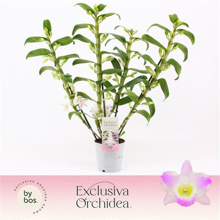 Den Nob 4st Pandora Exclusiva Orchidea