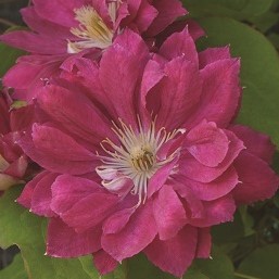 Клематис гибридный Акафуджи в тубе